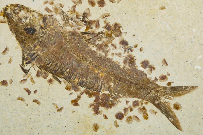 Detailed Fossil Fish (Knightia) - Wyoming #344736